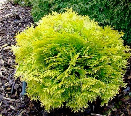 Thuja Tuja Żywotnik zachodni Danica Aurea