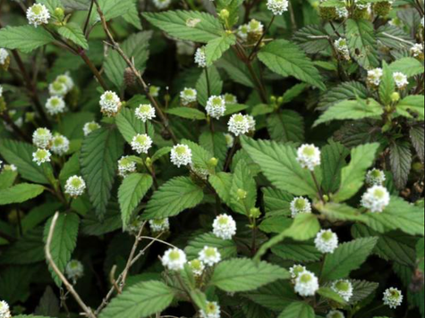 Słodkie azteckie ziele Lupia Dulcis