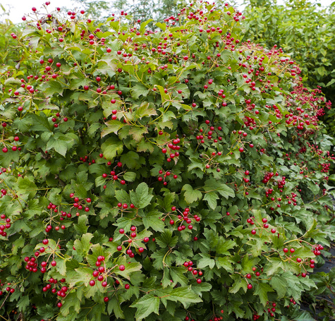 Kalina koralowa Xanthocarpum (P9)