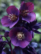 Ciemiernik wschodni 'Metallic Blue'