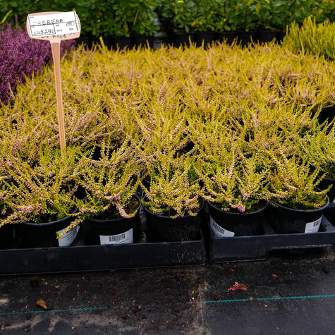 Wrzos pospolity Theresa