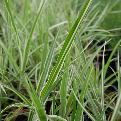 Miskant chiński Cosmopolitan (C2)