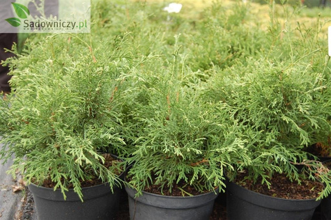 Żywotnik zachodni Tuja Thuja Recurva Nana