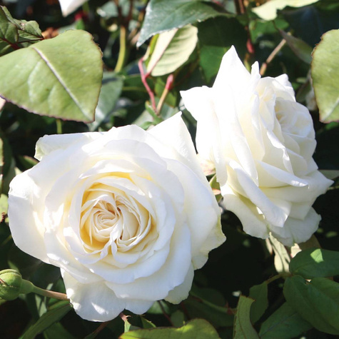 Róża parkowa National Parks® Claus Dalby (C2) pachnąca