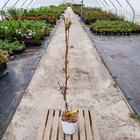 Winorośl winogrona Lilla