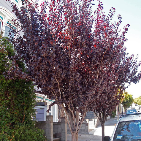 Śliwa wiśniowa Pissardii forma drzewiasta DONICZKA