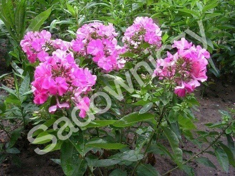 Płomyk wiechowaty Floks różowy