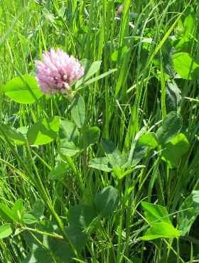 Mieszanka traw KS-12 Wysokobiałkowa z lucerną cena za 10 kg