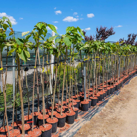 Katalpa Szczepiona Na Pniu Surmia Bignoniowa Nana
