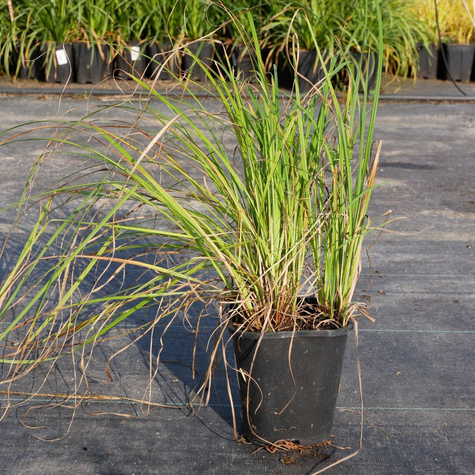 Turzyca zaostrzona Carex acuta