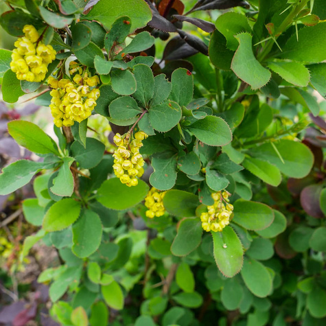 Berberys thunberga Green Carpet (C2)
