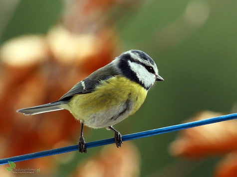 POKARM karma dla ptaków PTAKI ZIMUJĄCE 3L (ME30)