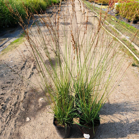 Trzęślica modra Edith Dudszus (C2)