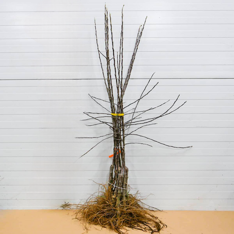 Jabłoń Boiken Plant Pack