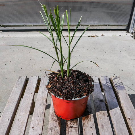 Miskant chiński Malepartus (C2)