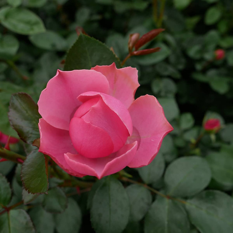 Róża różowa rabatowa wielokwiatowa