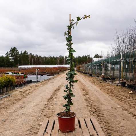 Bluszcz pospolity Thorndale