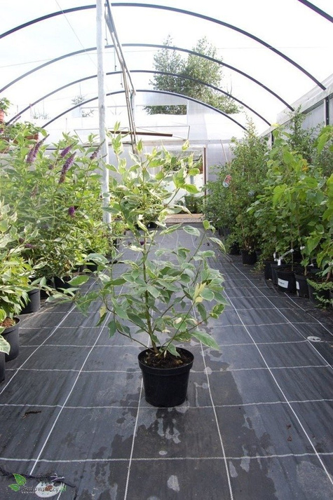 Dereń biały Argenteomarginata (C2)