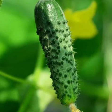 Ogórek gruntowy Julian mieszaniec F1 konserwowy/kwaszeniak długie plonowanie 500g