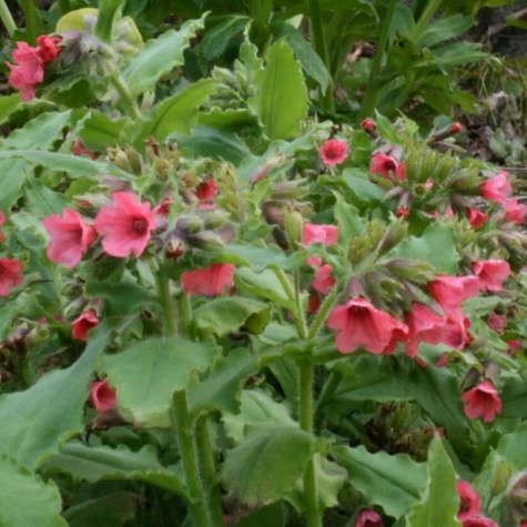 Miodunka czerwona (C2)