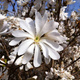 Magnolia gwiaździsta Royal Star (C2)