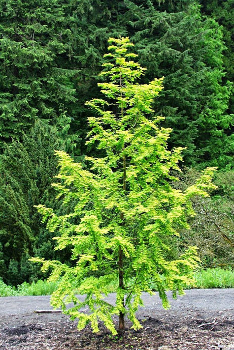 Metasekwoja chińska (C2)