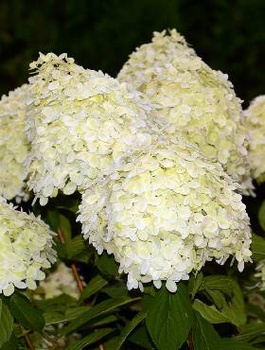 Hortensja bukietowa Little Cotton Cream (P9)