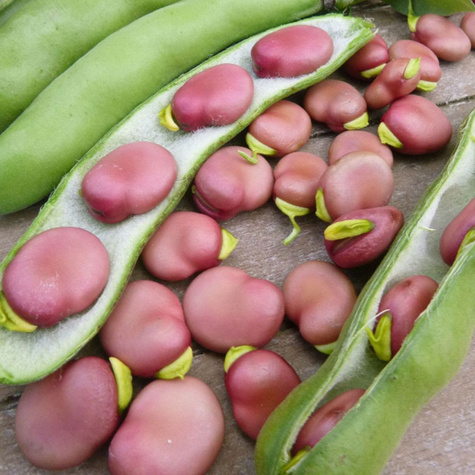 Bób Karmazyn śr. wczesny 30g