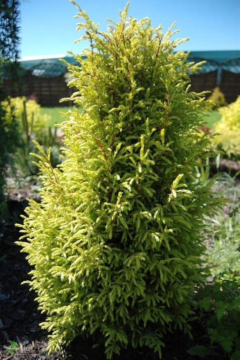 Jałowiec pospolity Gold Cone (P9)