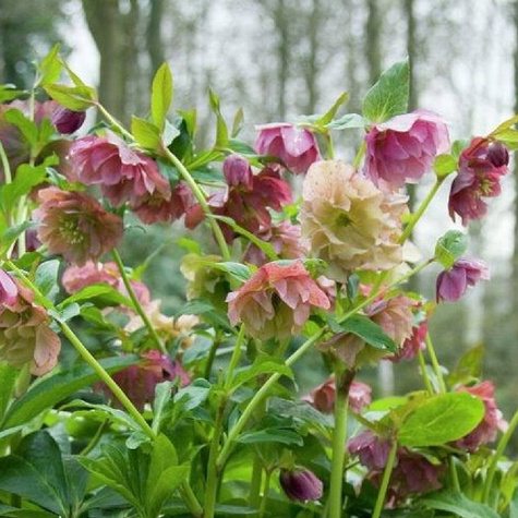 Ciemiernik wschodni Double Ellen Picotee (C2)