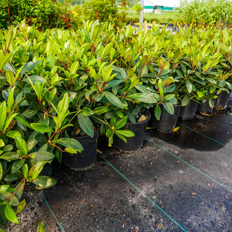 Skimia japońska Rubella (C2)