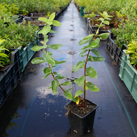 Jagoda kamczacka Klon 44 (P9)