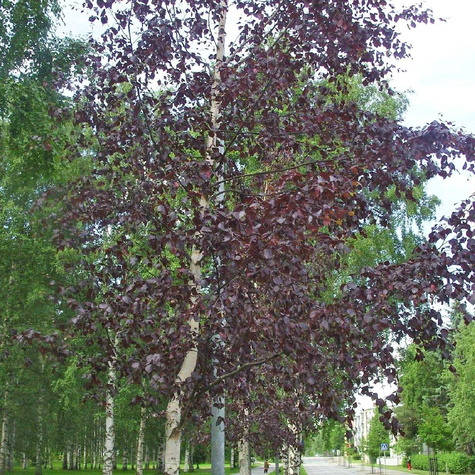 Brzoza brodawkowata Purpurea (C2)