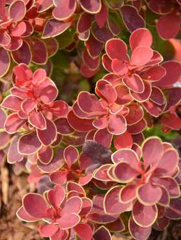 Berberys thunberga Orange Moon (P9)