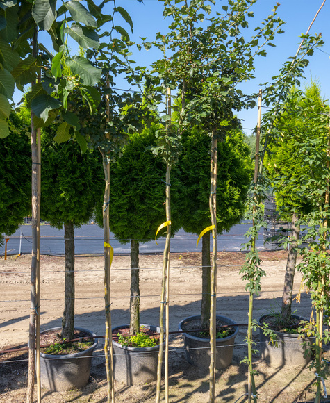 Głóg dwuszyjkowy Paul's Scarlet (obw.2/4cm)