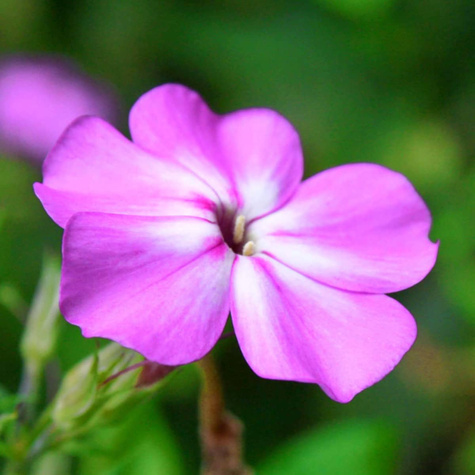 Płomyk wiechowaty Floks Laura (C2)