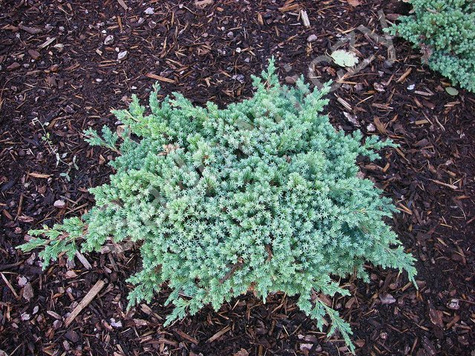 Jałowiec rozesłany Nana