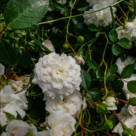 Róża okrywowa Sea Foam biała (C2)