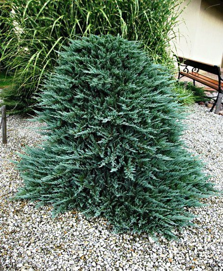 Jałowiec płożący Blue Chip dywanowy (P9)