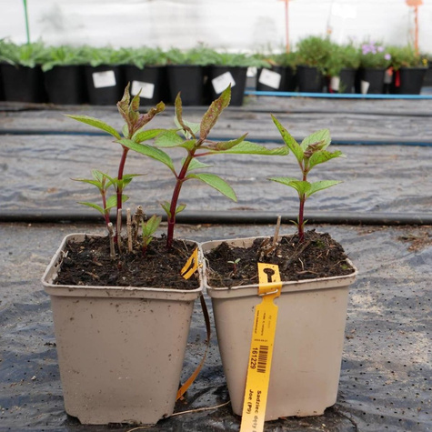 Sadziec dęty Baby Joe (C2)