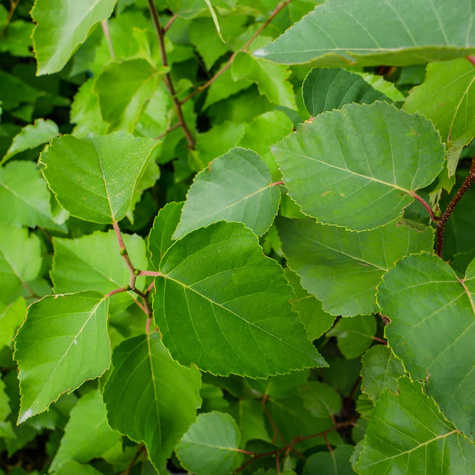 Brzoza papierowa (C2)