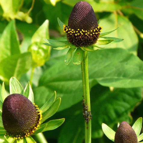 Rudbekia zachodnia Green Wizard (C2)