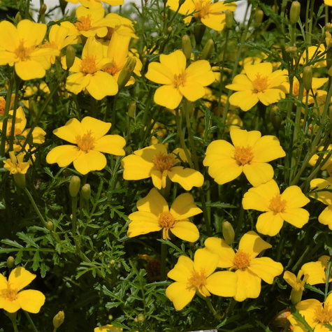 Aksamitka wąskolistna Lulu 0,5g