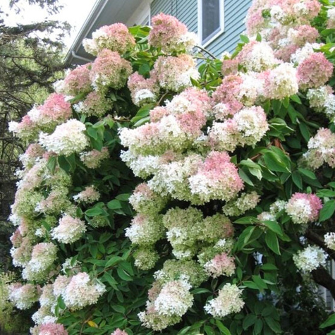 Hortensja bukietowa Mega Pearl (P9)