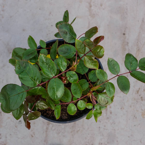 Róża wielkokwiatowa Burgund BORDOWA (C2)