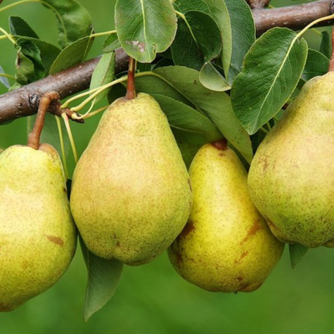 Duo Grusza Klapsa + Xenia Plant Pack