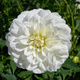 Dalia dekoracyjna biała