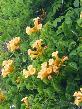 Milin amerykański Judy (C2)