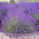 Lawenda wąskolistna Valence Dark Violet (C2) 