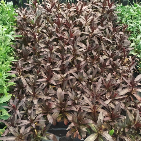 Lobelia Stroiczka Queen Victoria